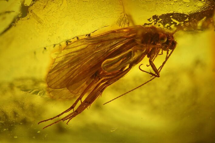 Detailed Fossil Caddisfly (Trichoptera) In Baltic Amber #170069